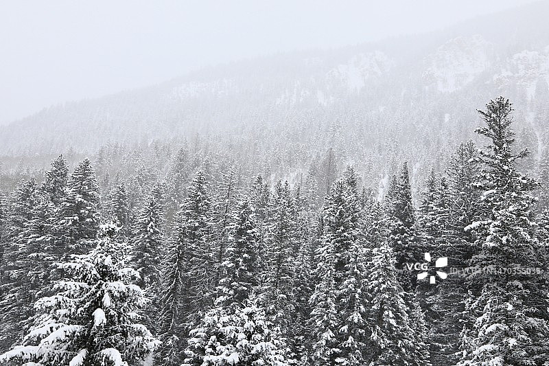 冬季常绿树场景图片素材