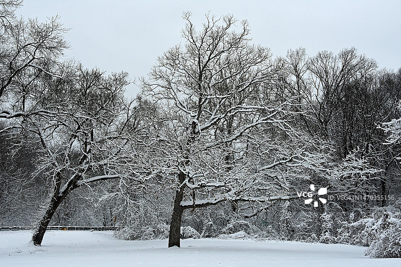 纽约市北部郊区的首场降雪，拍摄于纽约州白原市图片素材