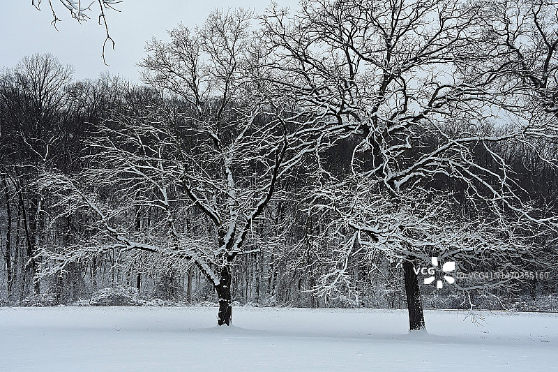 纽约市北部郊区的首场降雪，拍摄于纽约州白原市图片素材