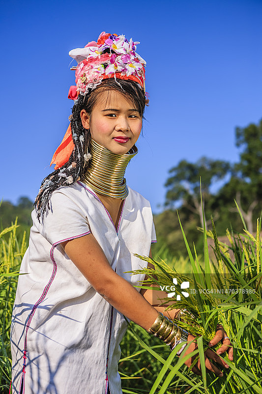 长颈喀伦族妇女穿过稻田图片素材