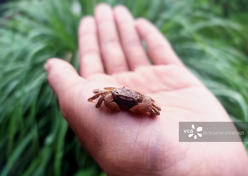 手上的小螃蟹图片素材