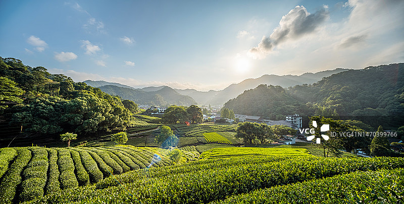 美丽的龙井茶园图片素材