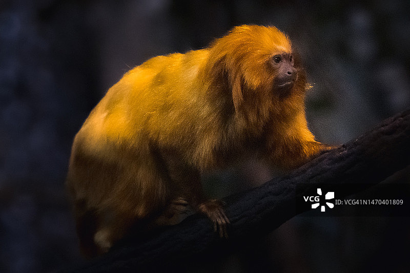 金狮狨图片素材