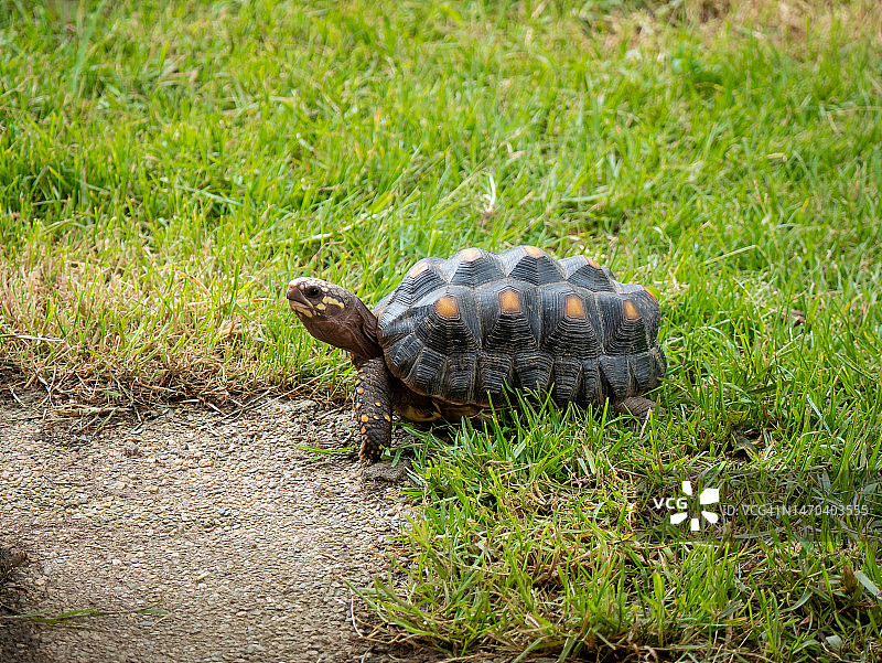 行走在草地上的红腿陆龟图片素材