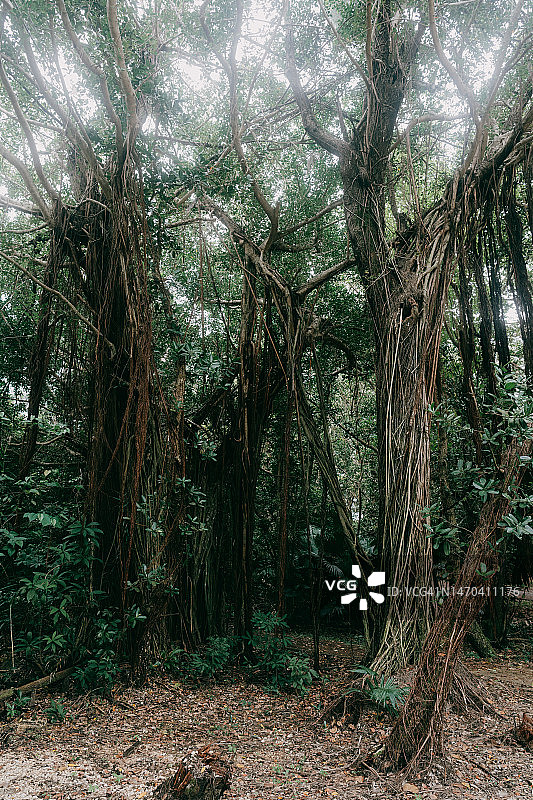 日本冲绳的榕树图片素材