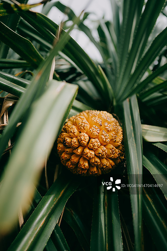 日本冲绳的露兜树果实图片素材