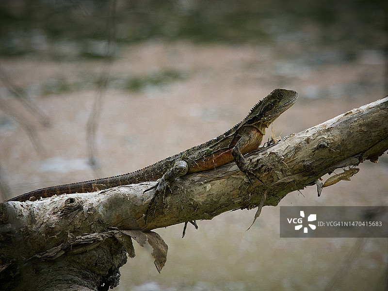 水龙坐在水上的树枝上，澳大利亚本土蜥蜴图片素材