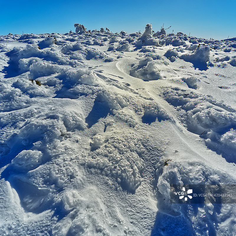 覆盖着冰雪的灌木和树木图片素材