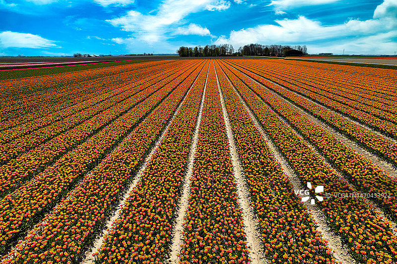 航拍荷兰成排橙黄郁金香花田图片素材