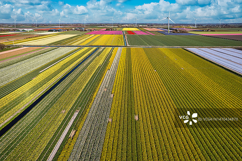 荷兰风力涡轮机和太阳能电池板的郁金香花田航拍，可再生能源，太阳能，风力发电图片素材