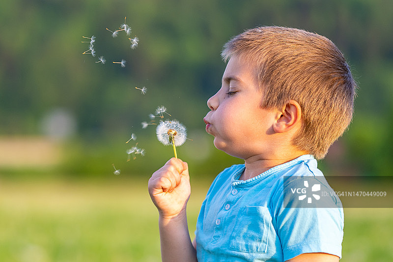 男孩吹蒲公英种子图片素材