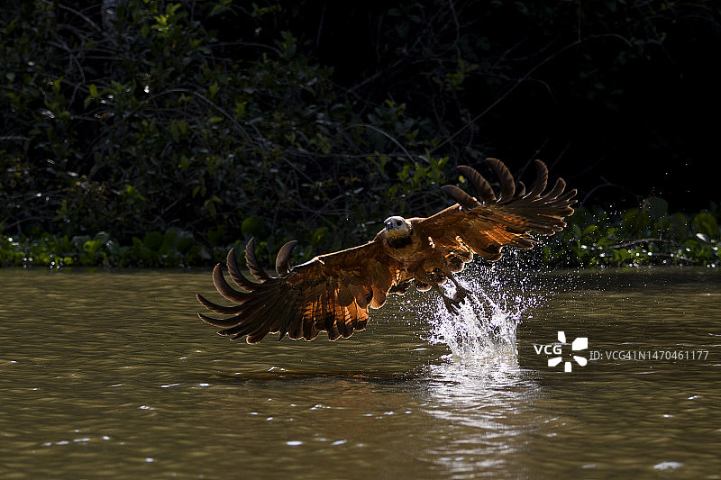 在潘塔纳尔飞行的黑领鵟图片素材