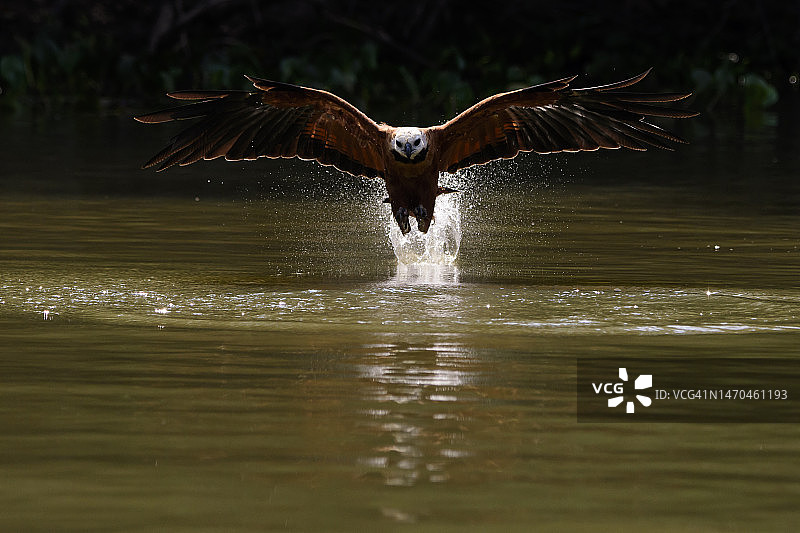 在潘塔纳尔飞行的黑领鵟图片素材
