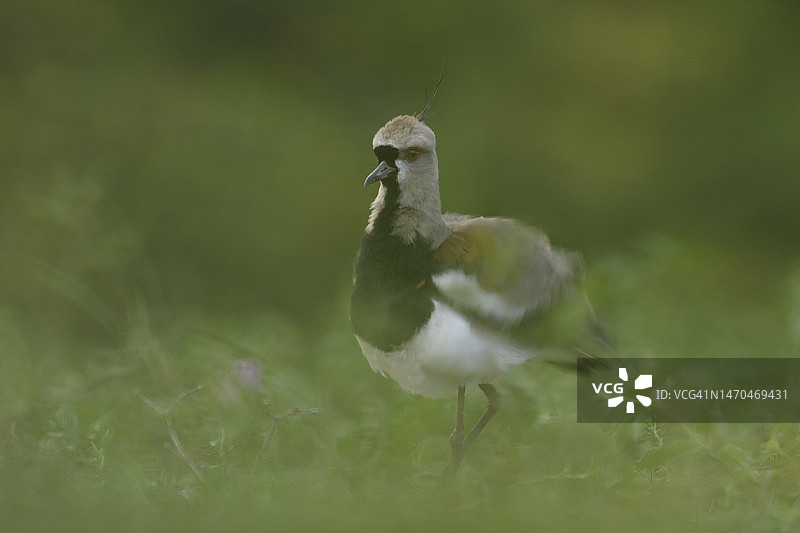 南美肉垂麦鸡图片素材