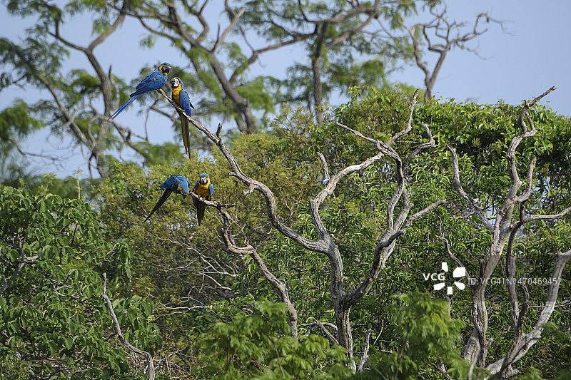 两只蓝黄金刚鹦鹉栖息在树上图片素材