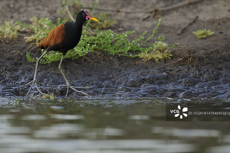 距翅 Jacana jacana 摄于潘塔纳尔河岸图片素材