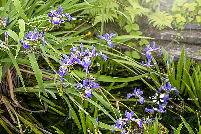 倾泻到花园池塘中的淡蓝色池塘鸢尾花图片素材