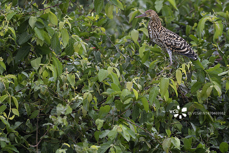 潘塔纳尔湿地虎纹鹭幼鸟图片素材
