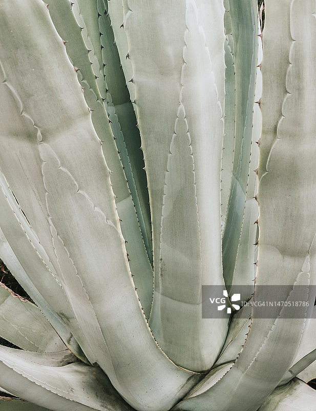 叶片光滑带尖刺的多肉植物、仙人掌图片素材