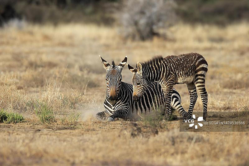 山斑马，成年与幼崽，母子，警惕，觅食中，南非东开普省山斑马国家公园图片素材