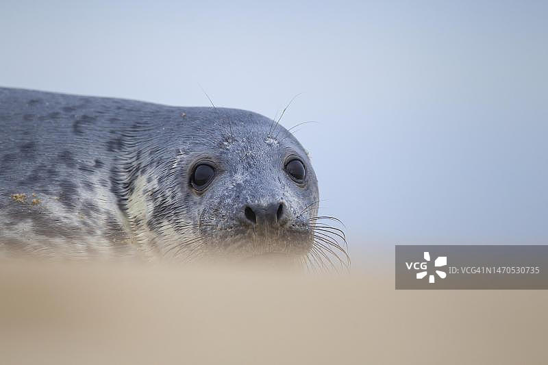 英国诺福克海滩上休息的普通海豹图片素材