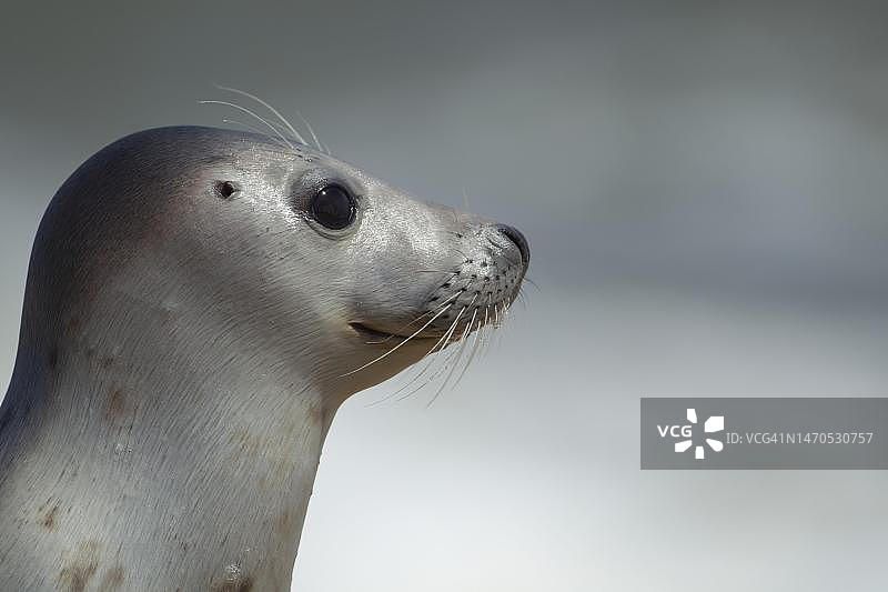 普通海豹的头部特写图片素材