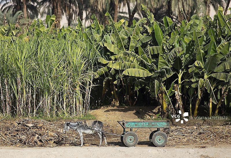 埃及：驴和手推车，后方是甘蔗和香蕉树图片素材