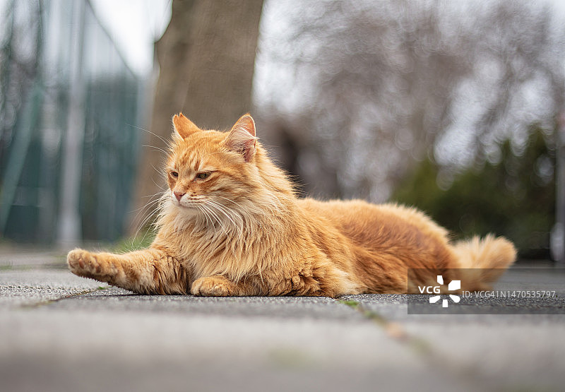 顽皮的姜黄色流浪猫图片素材