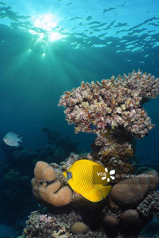 红海蓝颊蝴蝶鱼图片素材
