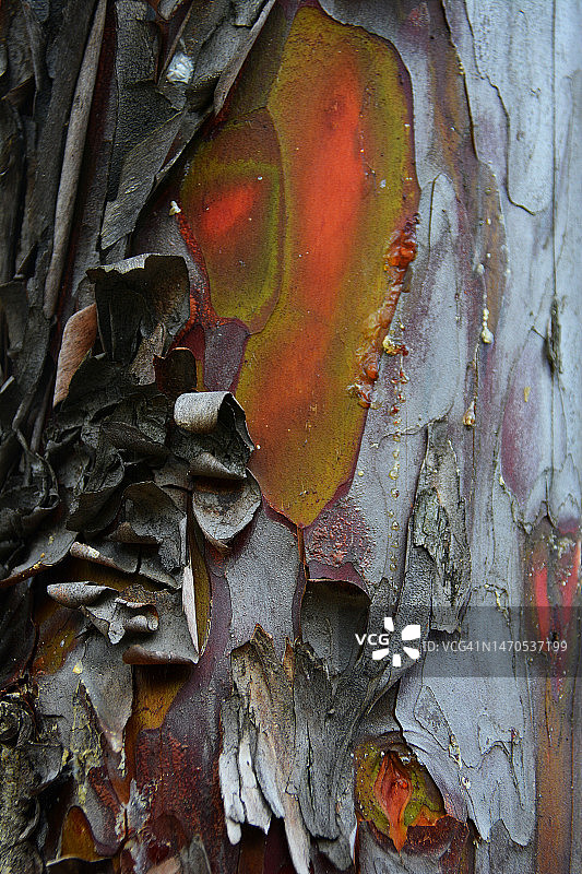 法国柏树树皮图片素材