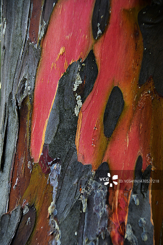 法国柏树树皮图片素材