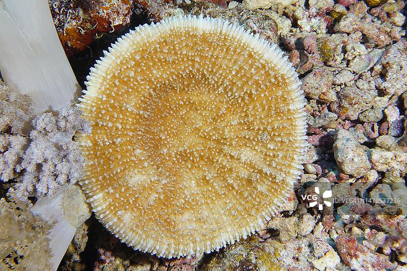 红海埃及兄弟岛蘑菇珊瑚图片素材