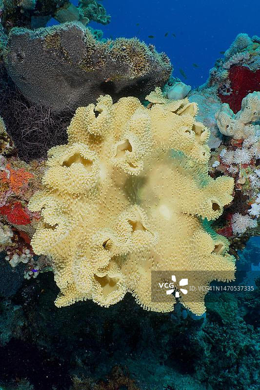 红海的粗革珊瑚，埃及洪加达图片素材