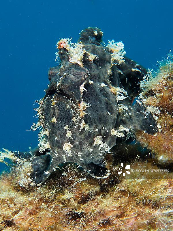 红海的巨型躄鱼图片素材