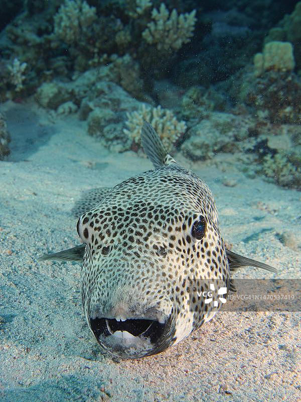 星斑河豚肖像，红海，埃及图片素材