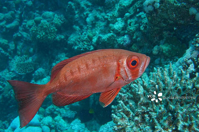 红海大眼鲷图片素材