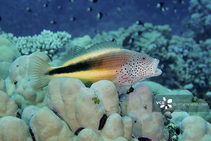 张开嘴的黑边鹰鱼，红海，埃及图片素材