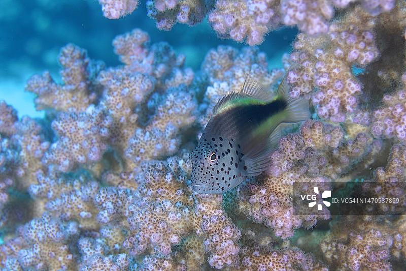 红海，埃及，黑缘鹗鱼和覆盆子珊瑚图片素材