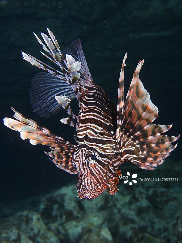 红海太平洋狮子鱼(Pterois volitans)夜间肖像,埃及红海El Quesir红树林湾潜水点图片素材