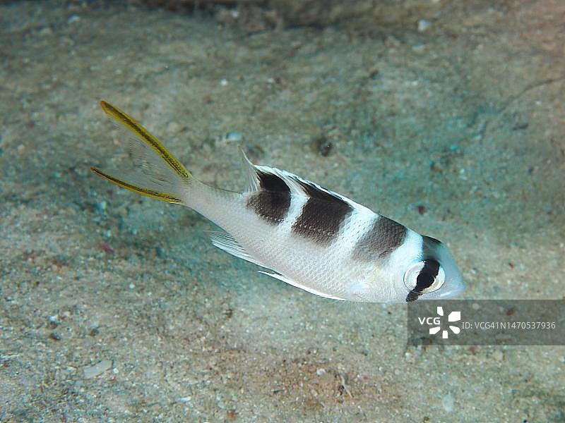 大眼鲷幼鱼，红海，埃及图片素材