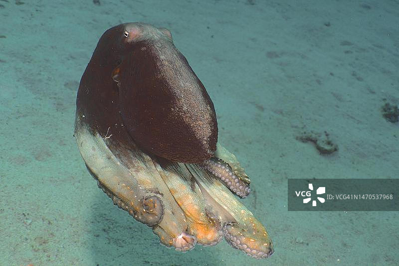 游动的蓝色大章鱼图片素材