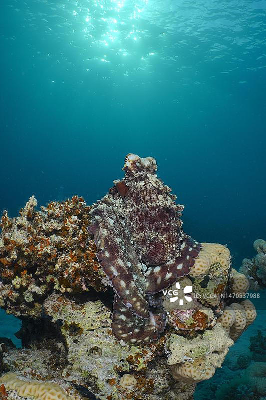 蓝色章鱼，摄于埃及红海图片素材