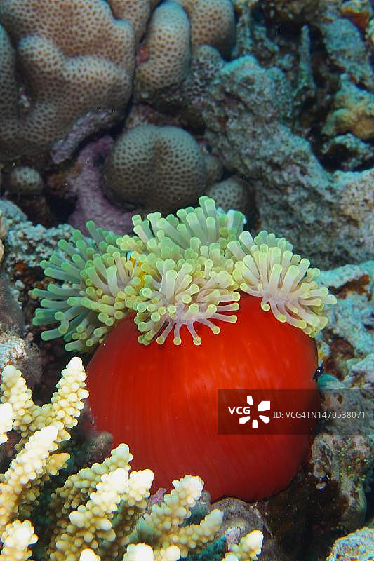 红海壮丽海葵，埃及圣约翰潜水点图片素材