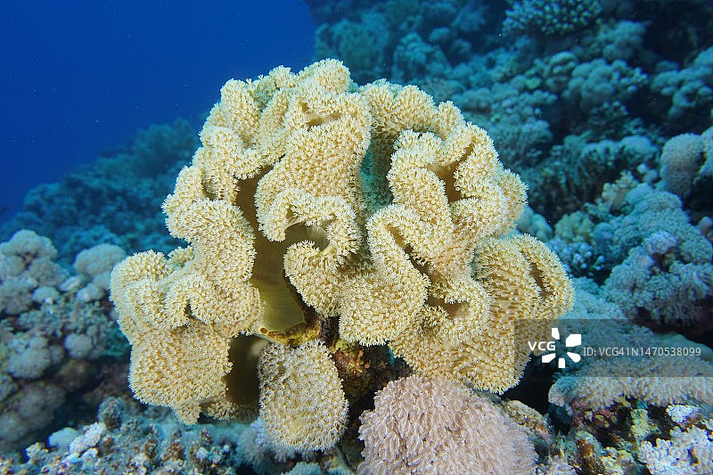 具有开放水螅体的粗糙皮革珊瑚（Sarcophyton glaucum）。潜水点House Reef，红海El Quesir红树林湾，埃及图片素材