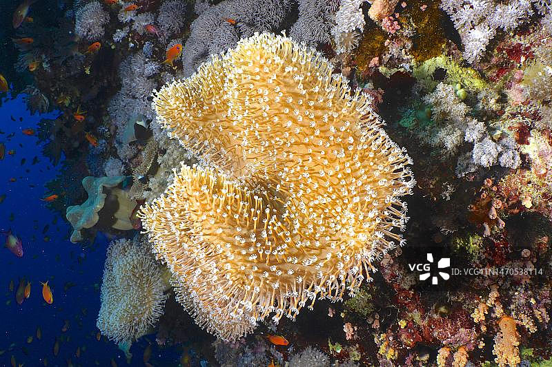 具有开放珊瑚虫的粗糙皮革珊瑚（Sarcophyton glaucum）。潜水点，埃及红海兄弟岛图片素材