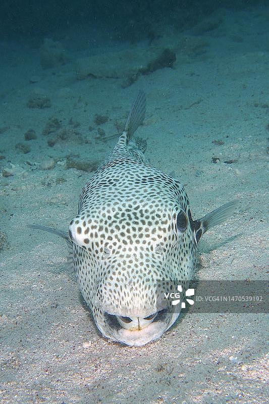 星斑河豚（Arothron stellatus），红海，埃及图片素材