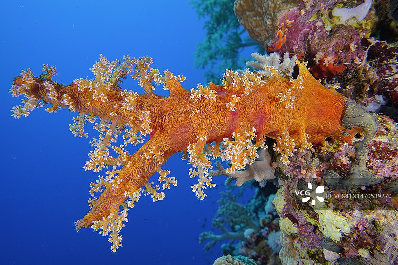 软珊瑚（Dendronephthya hemprichi），代达罗斯礁潜水点，埃及，红海图片素材