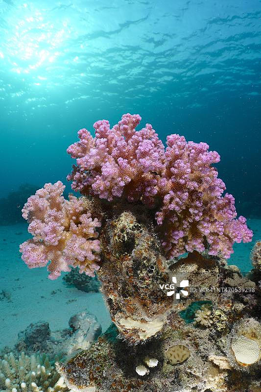 红海埃及埃尔库塞尔红莓珊瑚礁（鹿角珊瑚）逆光照图片素材