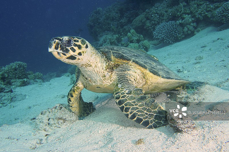 玳瑁海龟，红海，埃及图片素材