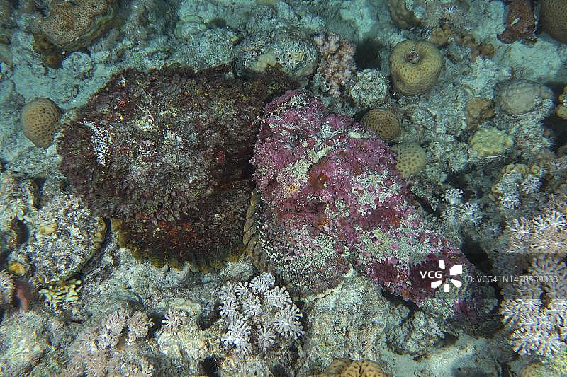 从上方拍摄的一对疣Synanceia，沙阿布·马哈茂德潜水点，埃及西奈半岛，红海图片素材